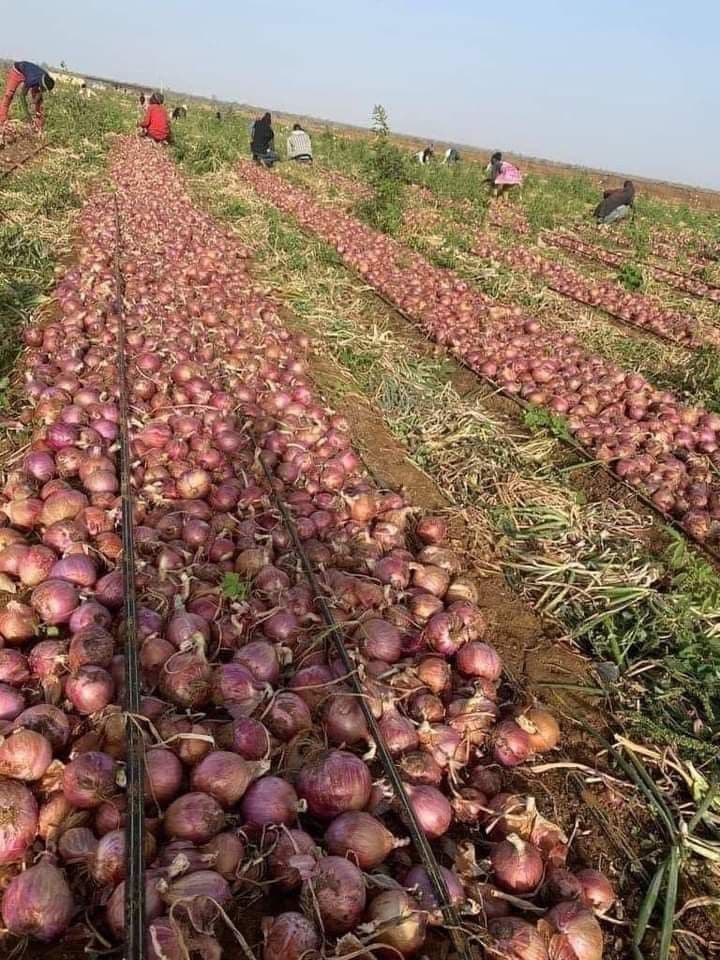 Oignons blancs — marché