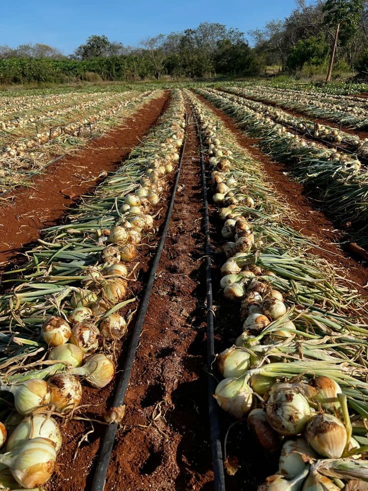 Oignons en vrac