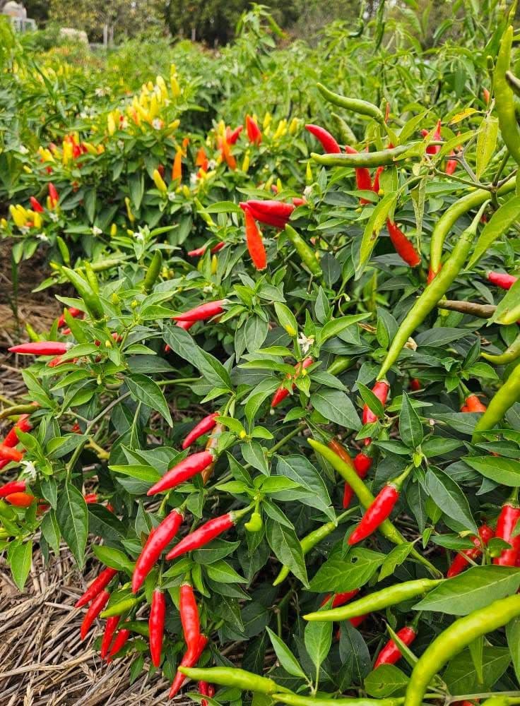 Récolte piments