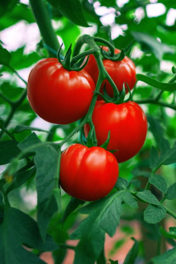 Récolte de tomates