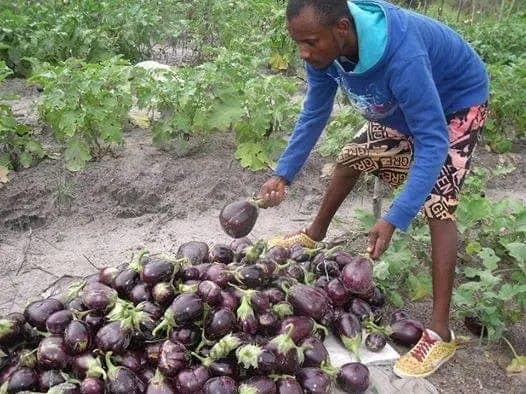Aubergine